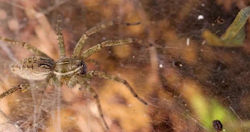 Slider shot over a Funnel Web Spider female on her web in the morning sun