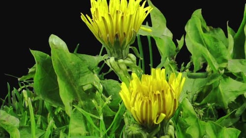Zeitraffer beim Öffnen von Dandelion