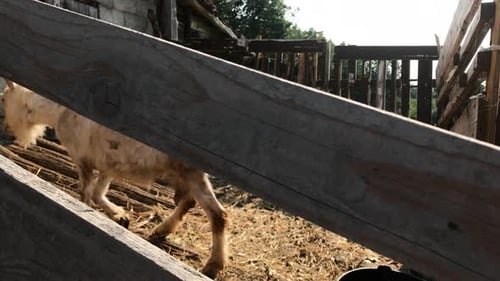 Goats in improvised stall 4K 2160p 30fps UltraHD footage - Curious domestic animal Capra aegagrus hi