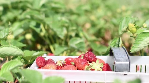 Fresh Strawberries in Crate on Farm in Field