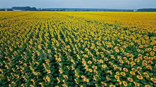 Flowering of Yellow Sunflowers in the Field