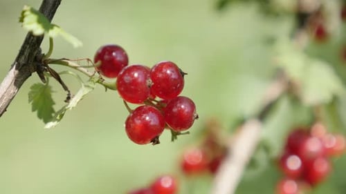 Small red berries on Ribes rubrum plant natural shallow DOF 4K 2160p 30fps UltraHD footage - Th