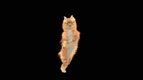 Katze tanzt HD