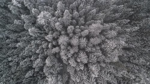 Winter Wilderness Aerial Background Over Snowy Forest Trees