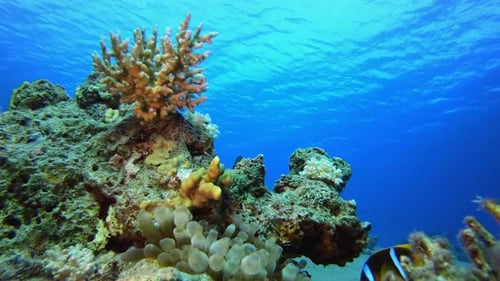 Colorful Fish Swim Through Thriving Coral Reef