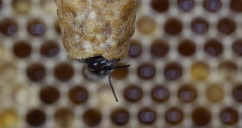 |European Honey Bee, apis mellifera, Emergence of a Queen, Bee Hive in Normandy, Real Time 4K