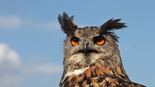 750091 European Eagle Owl, asio otus, Portrait of Adult Looking around, Real Time