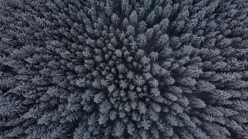 Luftflug über Berg Winter Pinienwald
