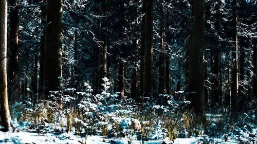 Snow Covered Conifer Forest at Sunny Day