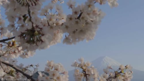 Mt. Fuji And Cherry Blossom