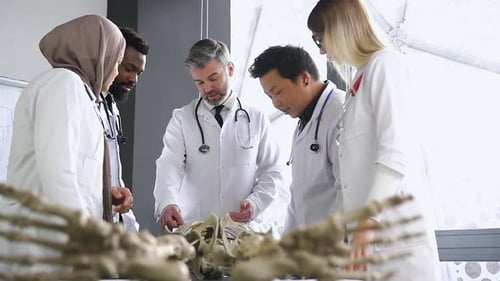 Doctors Examining Skeleton Bones in Medical Workplace