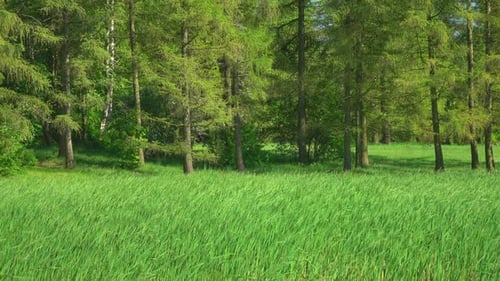 Green Grass and Trees Swaying Gently in Breeze