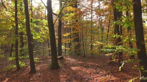 Forest & Autumn 4K