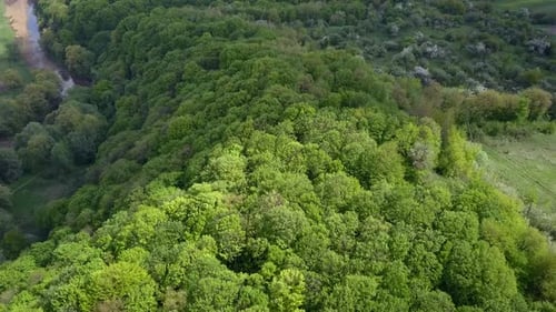 Vue aérienne de la forêt verte d'été avec de grands arbres.
