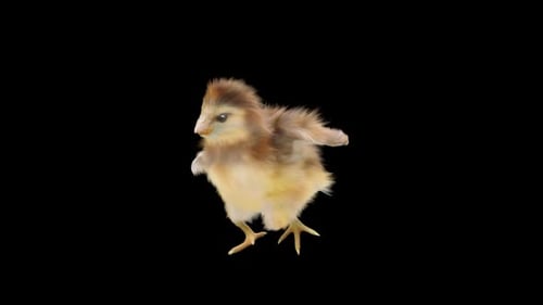 Adorable Fluffy Chick Walking Seamless Loop