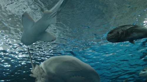 Underwater ocean waves with fish and sea life