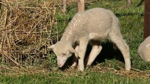 Fluffy Lamb Grazing on a Farm