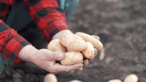 Fresh Potatoes Held in Hands at a Farm