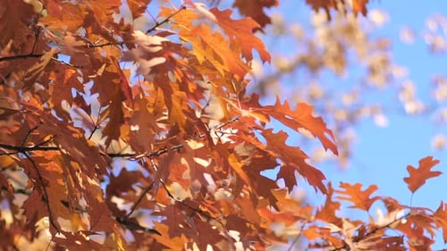 Bronze Leaves Shimmering in Autumn Light