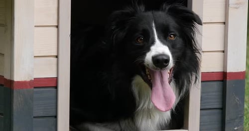 Border Collie Hund in seiner Hundehütte, männlich, Picardie in Frankreich, Echtzeit 4K