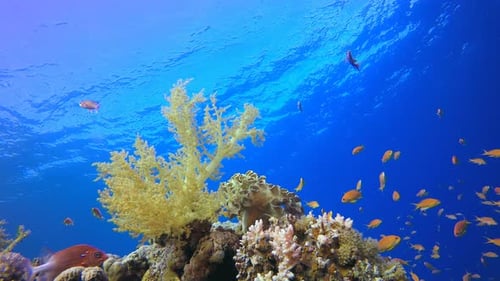 Underwater Colorful Orange Fish