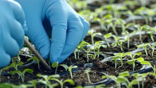Hands Gently Planting Seedlings in Soil