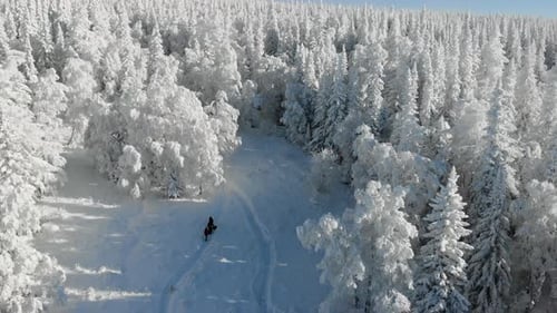Group of Tourists is Walking Through the Winter Forest