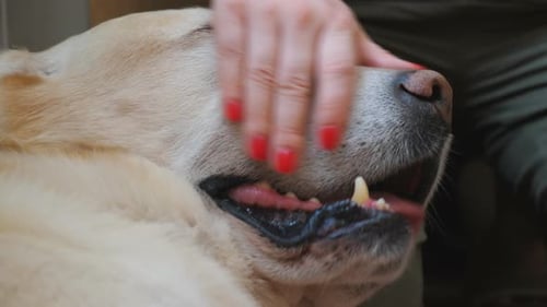 Close Up to Female Owner Stroking Her Cute Labrador Which Lying on Her Leg