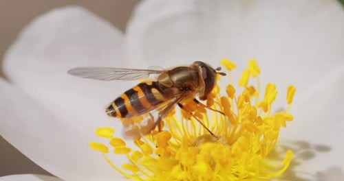 Bee Pollinating White Flower in Close-up Detail