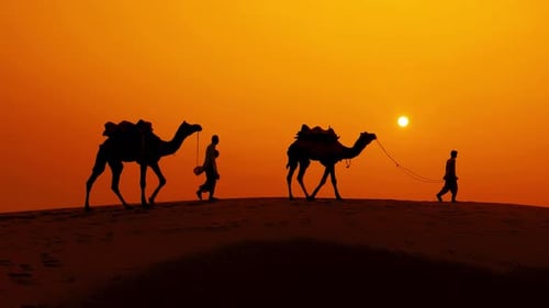 Camels and People Walking in the Desert at Sunset