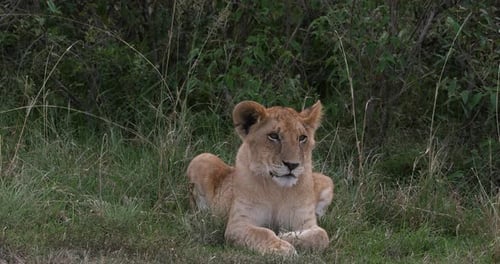Afrikanischer Löwe, Panthera-Löwe, Jungtierlegen, Nairobi Park in Kenia, Echtzeit 4K