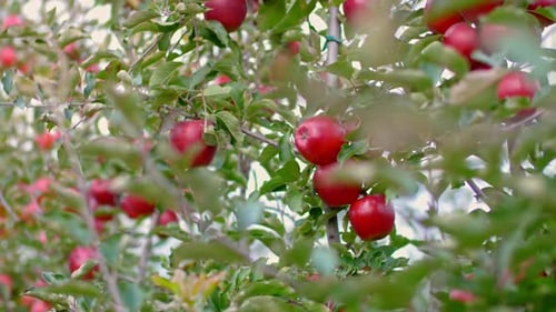 Rote Äpfel auf einem Baum im Obstgarten.