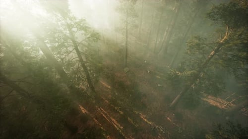 Drone rompendo a neblina para mostrar sequoias e pinheiros