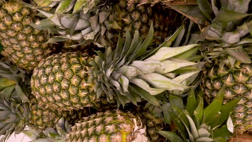 Many Green Pineapples Closeup Rotating on a Background in Store for Buyer.