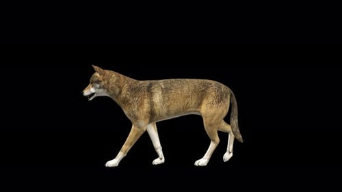 4K Wolf Walk