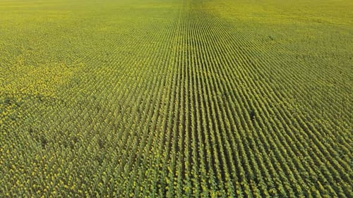 Top View of a Field with a Sunflower