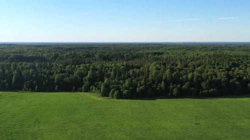 Summer Forest and Field. Wild Nature. Aerial View
