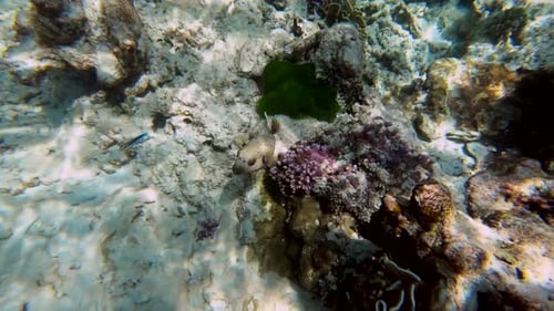 Underwater Filming of Seal Faced Pufferfish of Colorful Tropical Sea