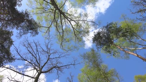 Looking Up Through Trees to Blue Sky