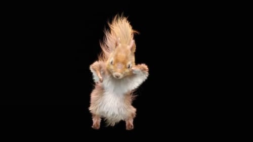 Squirrel Dance HD