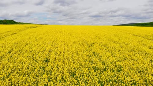 Aerial Drone Shot Drone Flying Above Blooming Rapeseed Field