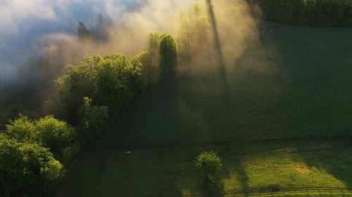 Foggy morning in the forest and landscape