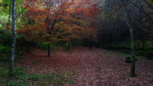 Magical Forest