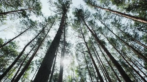 Pine Forest From Below to the Sky Move Futage