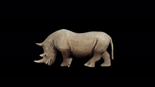 4K Rhinoceros Walk