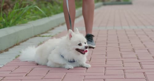 Happy White Dog Resting on a Path
