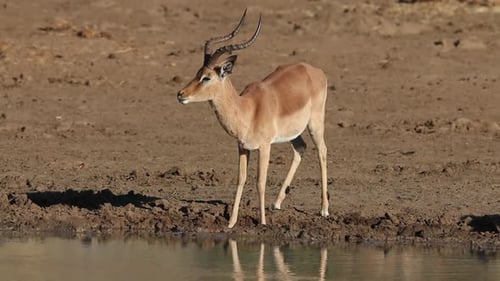 Impala Antelope Drinking Water