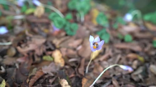 Bee on Purple Flower Surrounded by Fallen Leaves