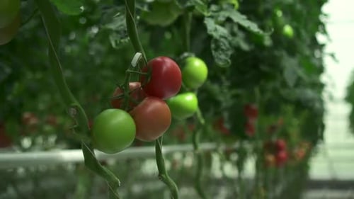 Hydroponic Farm View of Tomato Vegetables Growing on Plantation in Light Greenhouse Spbd