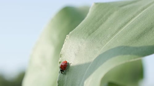 Close-up outdoor scene with Coccinellidae beetle 4K 2160p 30fps UltraHD footage - Red ladybird on th